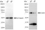 Zyxin Antibody in Western Blot (WB)