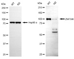 ZNF598 Antibody in Western Blot (WB)