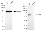 YY1 Antibody in Western Blot (WB)