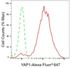YAP1 Antibody in Flow Cytometry (Flow)