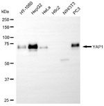 YAP1 Antibody in Western Blot (WB)