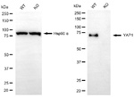YAP1 Antibody in Western Blot (WB)