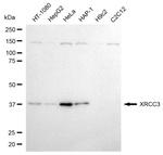 XRCC3 Antibody in Western Blot (WB)