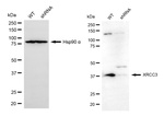 XRCC3 Antibody in Western Blot (WB)