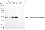 XIAP Monoclonal Antibody (24GB8570)