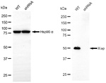 XIAP Antibody in Western Blot (WB)
