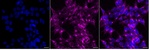 WWOX Recombinant Rabbit Monoclonal Antibody (25GB4780)