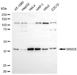 WWOX Antibody in Western Blot (WB)