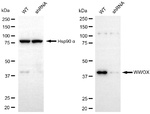 WWOX Antibody in Western Blot (WB)