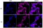 WDR77 Antibody in Immunocytochemistry (ICC/IF)