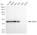 WDR77 Antibody in Western Blot (WB)