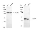 WDR77 Antibody in Western Blot (WB)