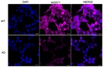 WDR77 Antibody in Immunocytochemistry (ICC/IF)