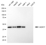 WDR77 Antibody in Western Blot (WB)