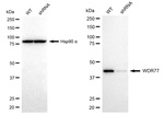 WDR77 Antibody in Western Blot (WB)