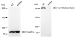 VWF Antibody in Western Blot (WB)