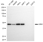 VRK1 Antibody in Western Blot (WB)