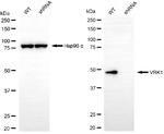 VRK1 Antibody in Western Blot (WB)