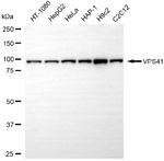 VPS41 Antibody in Western Blot (WB)