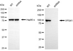 VPS41 Antibody in Western Blot (WB)