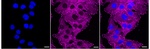 Vinculin Antibody in Immunocytochemistry (ICC/IF)