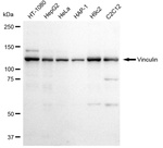 Vinculin Antibody in Western Blot (WB)