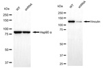 Vinculin Antibody in Western Blot (WB)