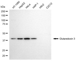 TXNL2 Antibody in Western Blot (WB)