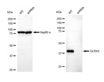 TXNL2 Antibody in Western Blot (WB)