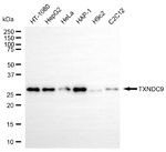 TXNDC9 Antibody in Western Blot (WB)