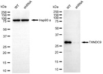 TXNDC9 Antibody in Western Blot (WB)