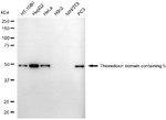 TXNDC5 Antibody in Western Blot (WB)