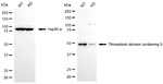 TXNDC5 Antibody in Western Blot (WB)
