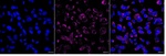 TXNDC5 Monoclonal Antibody (25GB515)