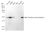 TXNDC5 Antibody in Western Blot (WB)