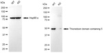 TXNDC5 Antibody in Western Blot (WB)