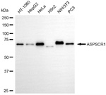 Tug Antibody in Western Blot (WB)