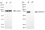 Tug Antibody in Western Blot (WB)