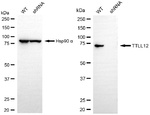 TTLL12 Antibody in Western Blot (WB)