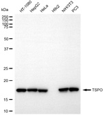 TSPO Antibody in Western Blot (WB)