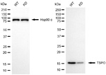 TSPO Antibody in Western Blot (WB)