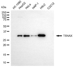 TSNAX Antibody in Western Blot (WB)