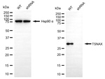 TSNAX Antibody in Western Blot (WB)