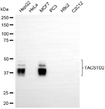 TROP2 Antibody in Western Blot (WB)