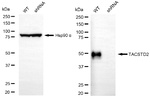 TROP2 Antibody in Western Blot (WB)