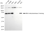 TRMT2A Antibody in Western Blot (WB)