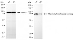 TRMT2A Antibody in Western Blot (WB)