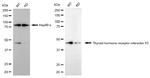TRIP13 Antibody in Western Blot (WB)