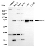 TRIM47 Antibody in Western Blot (WB)