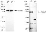 TRIM47 Antibody in Western Blot (WB)
